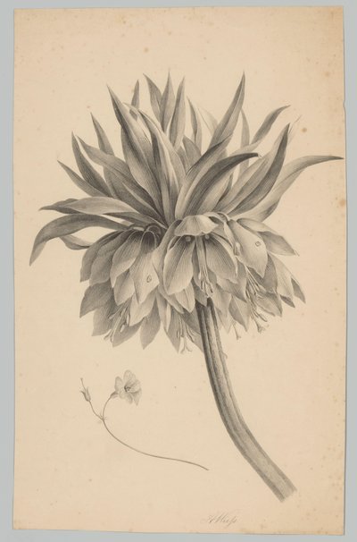 Květ na stonku Flower and Fruit Studies (...) 3. epizoda (název série) od Anton Weiss