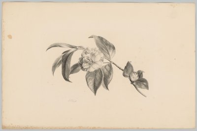 Květiny Flower and Fruit Studies (...) 3. epizoda (název série) od Anton Weiss
