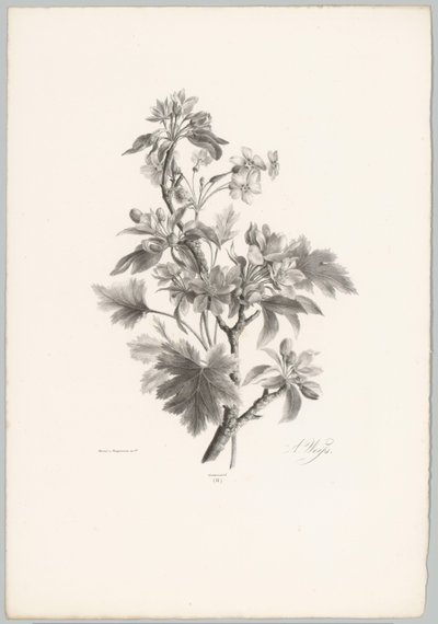 Květiny na větvi Flower and Fruit Studies (...) 10. epizoda (název série) od Anton Weiss