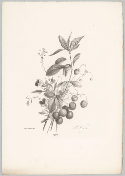 Květiny, jahody a třešně Flower and Fruit Studies (...) 10. epizoda (název série) od Anton Weiss