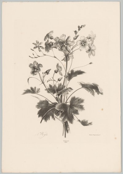 Květiny s trny Flower and Fruit Studies (...) 10. epizoda (název série) od Anton Weiss
