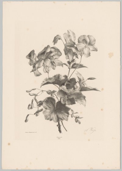 Různé květiny Flower and Fruit Studies (...) 10. epizoda (název série) od Anton Weiss