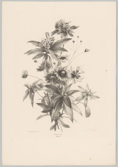 Různé květiny Flower and Fruit Studies (...) 10. epizoda (název série) od Anton Weiss