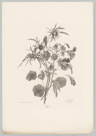 Různé květiny Flower and Fruit Studies (...) 10. epizoda (název série) od Anton Weiss