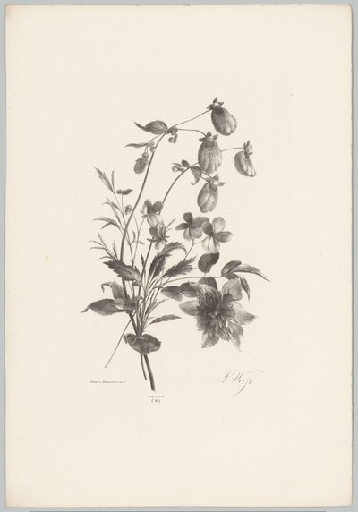 Různé květiny Flower and Fruit Studies (...) 10. epizoda (název série) od Anton Weiss