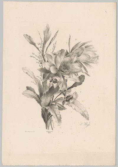 Různé květiny Flower and Fruit Studies (...) 10. epizoda (název série) od Anton Weiss