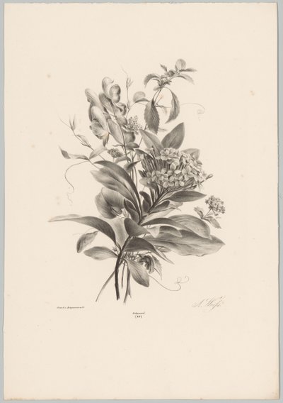 Hortenzie a další květiny Flower and Fruit Studies (...) 10. epizoda (název série) od Anton Weiss