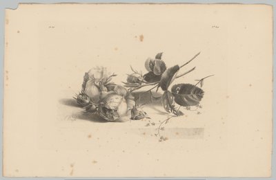 růže Flower and Fruit Studies (...) 3. epizoda (název série) od Anton Weiss