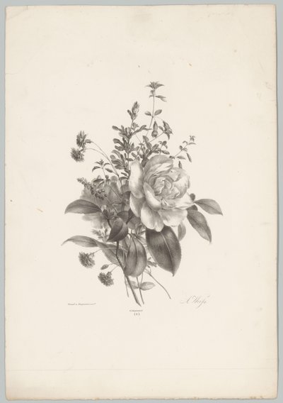Růže, karafiáty a fuchsie Flower and Fruit Studies (...) 10. epizoda (název série) od Anton Weiss