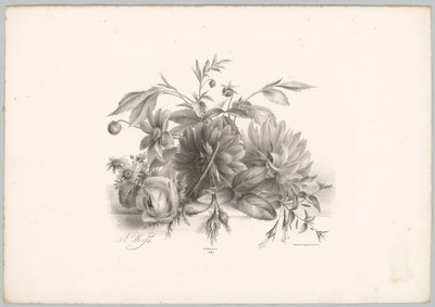 Růže, jiřiny a fuchsie Flower and Fruit Studies (...) 10. epizoda (název série) od Anton Weiss