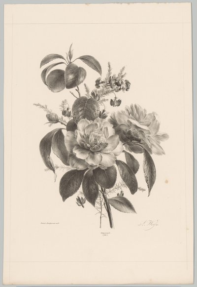 Růže a jiné květiny Flower and Fruit Studies (...) 10. epizoda (název série) od Anton Weiss
