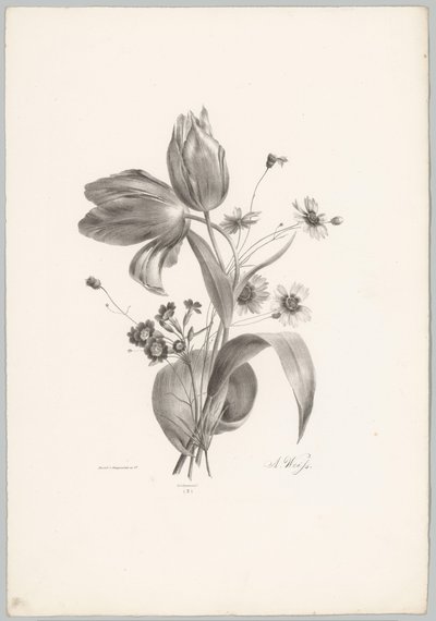 Tulipány a sedmikrásky Květinové a ovocné studie (...) 10. epizoda (název série) od Anton Weiss