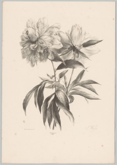 dvě květiny Flower and Fruit Studies (...) 10. epizoda (název série) od Anton Weiss