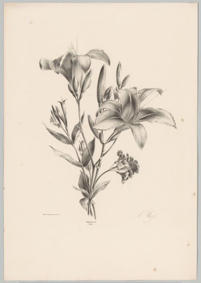 dvě lilie Flower and Fruit Studies (...) 10. epizoda (název série) od Anton Weiss
