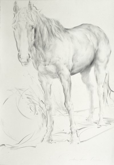 Kůň v Coolmore, 1990 (uhlí na papíře) od Antonio Ciccone