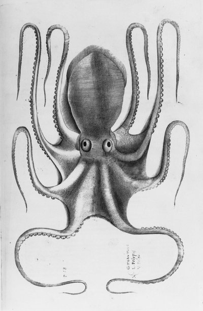 Ilustrace z „Aquatilium animantium historia, liber primus“ od Ippolita Salvianiho, 1554 od Antonio Lafreri