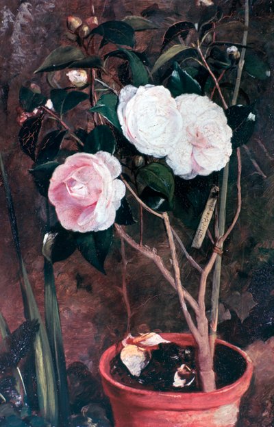 Kamélie, 19. století od Antonio Maria Fabres y Costa