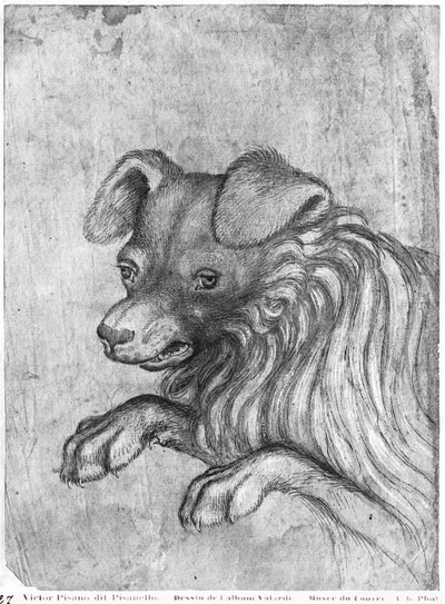Hlava psa z alba The Vallardi od Antonio Pisanello