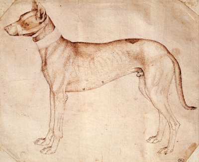 Studie loveckého psa od Antonia Pisana známého jako Pisanello (před rokem 1395-cca 1455), kresba perem a hnědým inkoustem od Antonio Pisanello