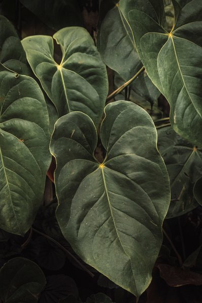 Anthurium Andraeanum V, 2024 (digitální fotografie) od Antonio Schubert