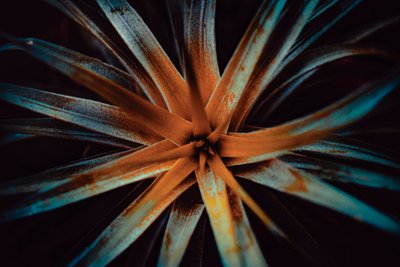 Bromelioideae, 2015 (digitální fotografie) od Antonio Schubert