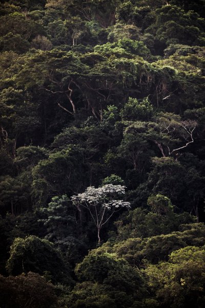 Embauba III, 2019 (digitální fotografie) od Antonio Schubert