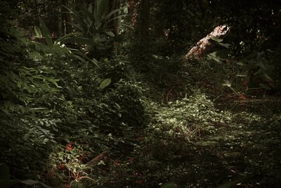 Světlo a stíny, 2025 (digitální fotografie) od Antonio Schubert