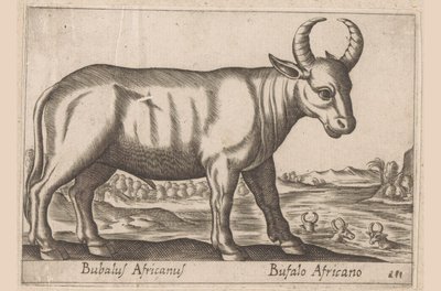 Buvol africký Bubalus Africanus/ Bufalo Africano (název na objektu) Zvířata a mýtická stvoření (název série) Nova raccolta de li animali piu curiosi del mondo (název série) od Antonio Tempesta