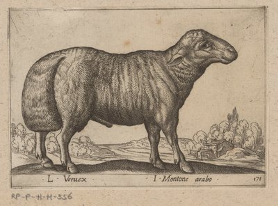 arabsky schaap L Veruex/ I Montone arabo (název na objektu) Dieren en fablewezens (název série) Nová kolekce nejkurióznějších zvířat světa (název série) od Antonio Tempesta