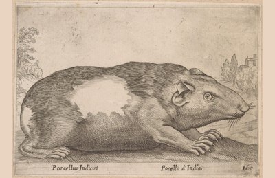 Cavia Pocellus d