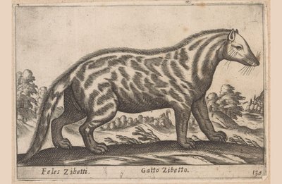 Civetkat Feles Zibetti / Cat Cibet (název na objektu) Dieren en fabelwezens (název série) Nova sbírka nejkurióznějších zvířat na světě (název série) od Antonio Tempesta