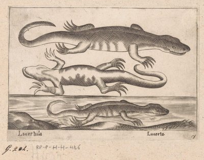 Tři draci Ještěrka/ Ještěrka (název na objektu) Dieren en fablewezens (název série) Nová kolekce nejkurióznějších zvířat světa (název série) od Antonio Tempesta