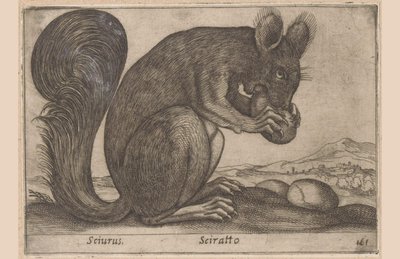 Ekhorn Sciurus/ Sciratto (název na objektu) Dieren en fabelwezens (název série) Nové zvědavé zvířátko na světě (název série) od Antonio Tempesta