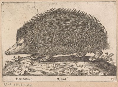 egel Herinaceus/ Riccio (titul na předmětu) Dieren en fabelwezens (název série) Nova raccolta de li animali piu curiosi del mondo (název série) od Antonio Tempesta