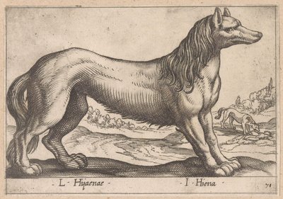 hyena L Hijanae/ I Hyena (název na objektu) Dieren en fabelwezens (název série) Nova raccolta de li animali piu curiosi del mondo (název série) od Antonio Tempesta