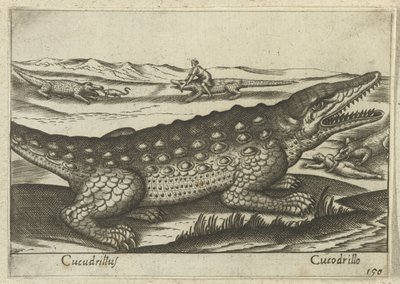 Krokodýl Coccodrillus/krokodýl (název na objektu) Dieren en fablewezens (název série) Nová kolekce nejkurióznějších zvířat světa (název série) od Antonio Tempesta