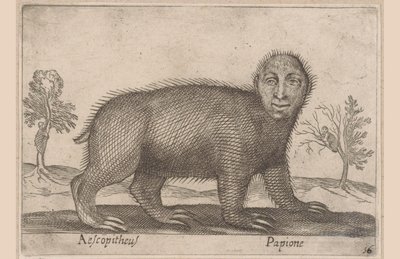 Lenochod Aescopitheus/ Papione (název na objektu) Zvířata a mýtická stvoření (název série) Nova raccolta de li animali piu curiosi del mondo (název série) od Antonio Tempesta