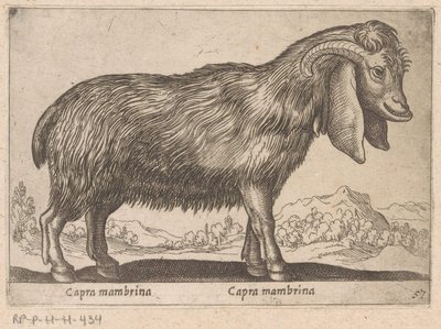 Membrina geit Capra mambrina/ Capra mambrina (název na objektu) Dieren en fablewezens (název série) Nová kolekce nejkurióznějších zvířat světa (název série) od Antonio Tempesta