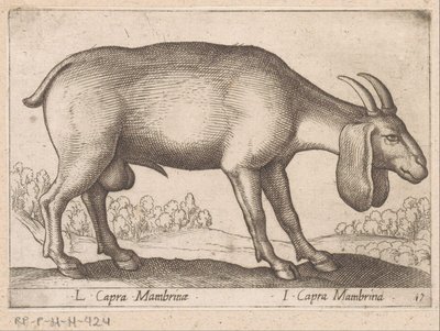 Membrina geit L Capra Mambrinae/ I Capra Mambrina (název na objektu) Dieren en fablewezens (název série) Nová kolekce nejkurióznějších zvířat světa (název série) od Antonio Tempesta
