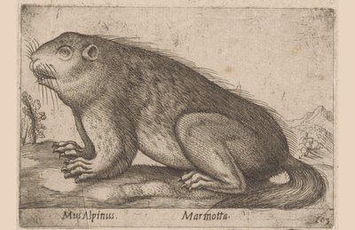 Mumlá Alpská myš / Marmotta (název na objektu) Dieren en fablewezens (název série) Nova raccolta de li animali piu curiosi del mondo (název série) od Antonio Tempesta