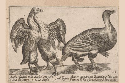 Misvormde ganzen Husa s dvojitým krkem a dvojitým tělem Dieren en fablewezens (název série) Nová kolekce li animali p od Antonio Tempesta