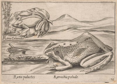 Moeras Kikkers Marsh Frog / Marsh Frog (název na objektu) Dieren en fabelwezens (název série) Nova sbírka nejkurióznějších zvířat na světě (název série) od Antonio Tempesta