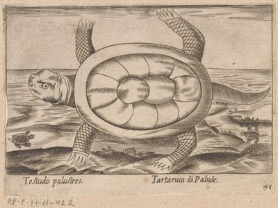 Moerasschildpad Testudo palustres/ Tartaruca di Palude (název na objektu) Dieren en fablewezens (název série) Nova raccolta de li animali piu curiosi del mondo (název série) od Antonio Tempesta