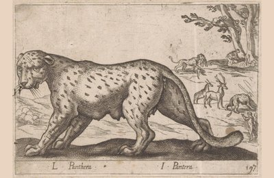 Panter L Panthera/ I Panthera (název na objektu) Dieren en fablewezens (název série) Nová kolekce nejkurióznějších zvířat světa (název série) od Antonio Tempesta