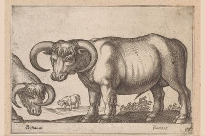 dobytek Bonasus/ Bonaso (název na objektu) Zvířata a mýtická stvoření (název série) Nova raccolta de li animali piu curiosi del mondo (název série) od Antonio Tempesta