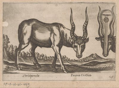 Dvě antilopy Striciperote/ Krétský dobytek (název na objektu) Dieren en fablewezens (název série) Nova raccolta de li animali piu curiosi del mondo (název série) od Antonio Tempesta