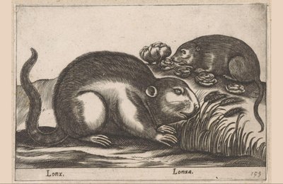 Dva ondatry Lonx/Lonza (název na objektu) Zvířata a mýtická stvoření (název série) Nova raccolta de li animali piu curiosi del mondo (název série) od Antonio Tempesta