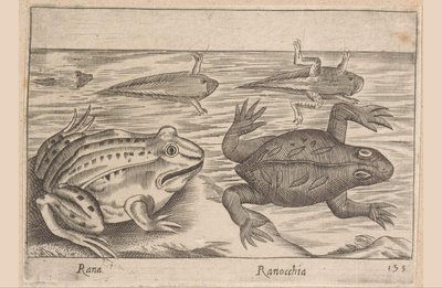 Pět fází žáby Rana/ Ranocchia (název na objektu) Zvířata a mýtická stvoření (název série) Nova raccolta de li animali piu curiosi del mondo (název série) od Antonio Tempesta