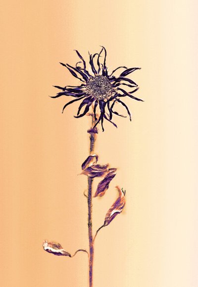 Starobylá květina - meruňka, 2025 (foto) od Antonius Antonius