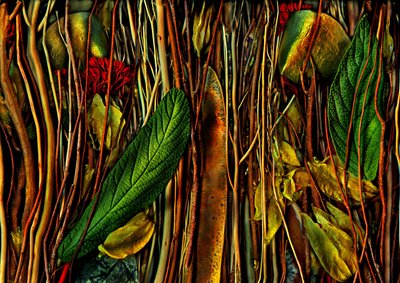 Anderswelten-no.79-4.strange wood, 2019 (foto) od Antonius Antonius